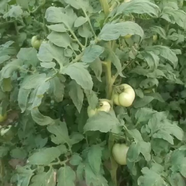 廊坊西红柿大量上市，量大从优