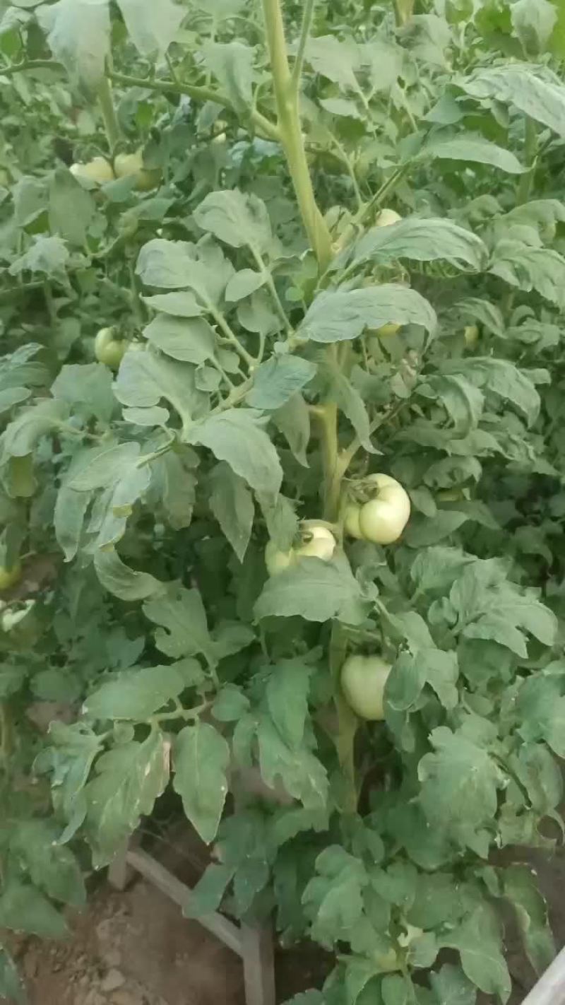 廊坊西红柿大量上市，量大从优