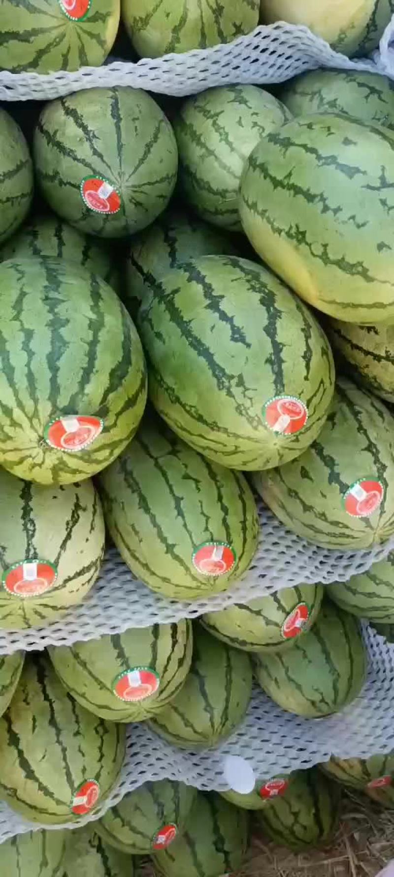 内蒙精品沙漠瓜
