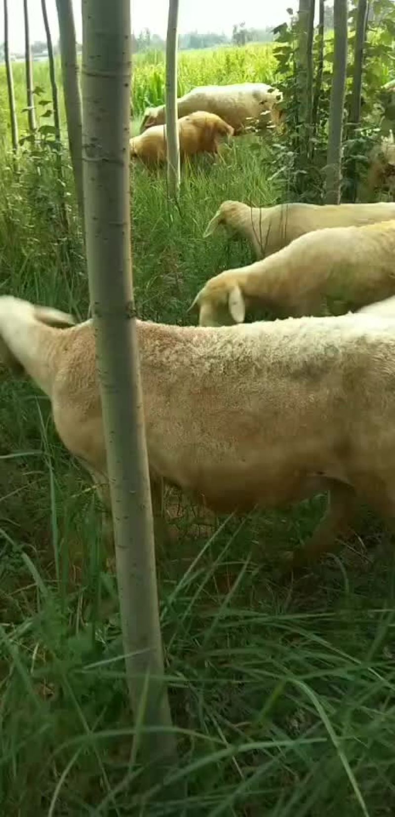 羔羊丶绵羊丶育肥羊丶屠宰羊丶山羊、怀胎大母羊