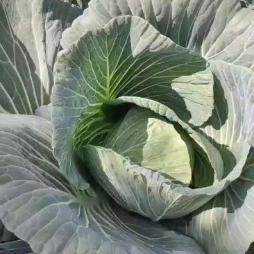 出售扁包菜50亩
