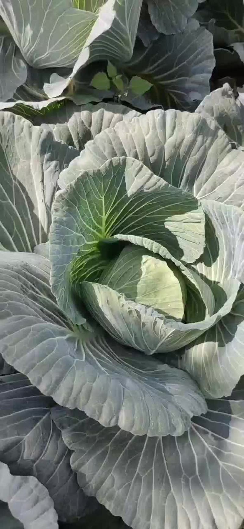 出售扁包菜50亩