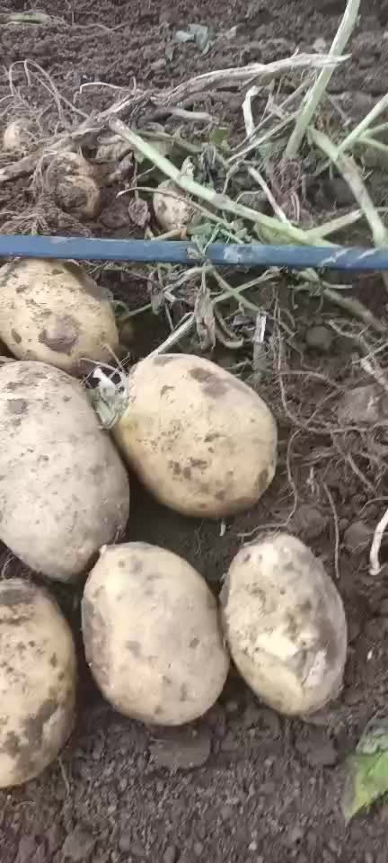 土豆，洋葱大量有货