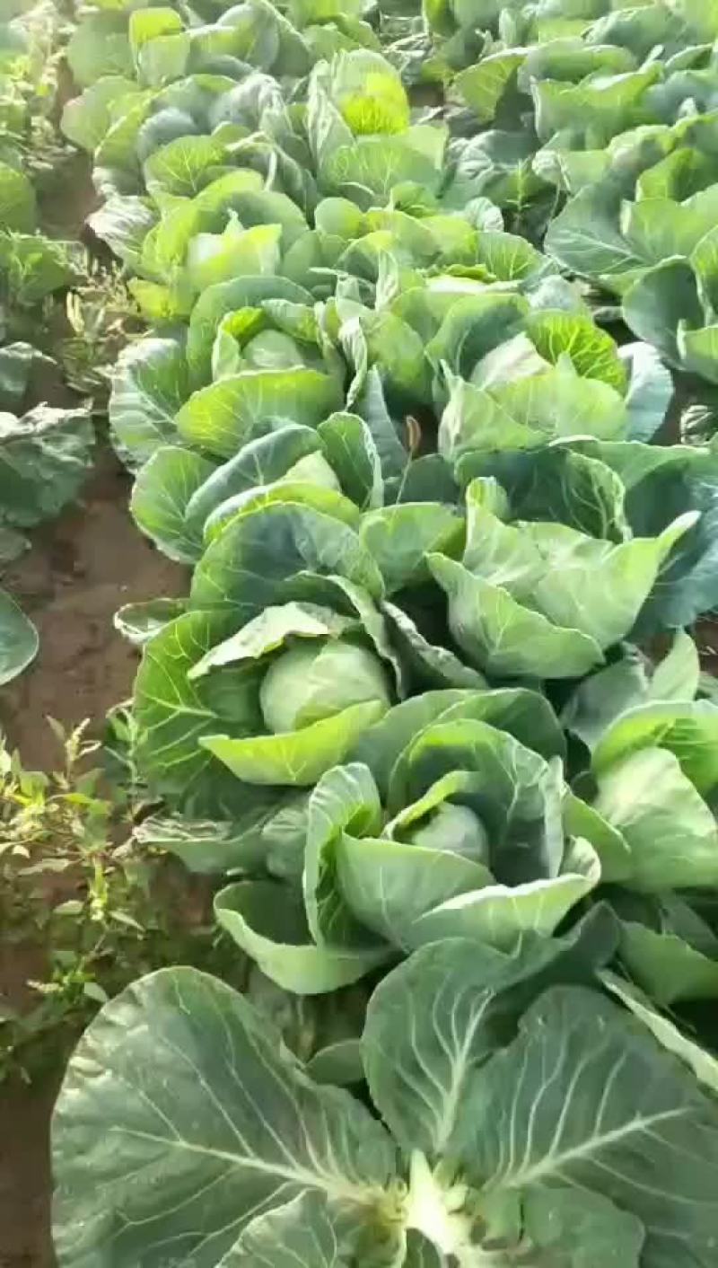 甘蓝大量有货