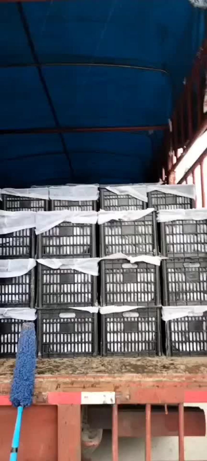 海沃德猕猴桃。产地直供，专业代办代存直电商，超市果行