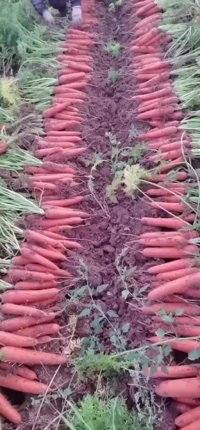 精品胡萝卜