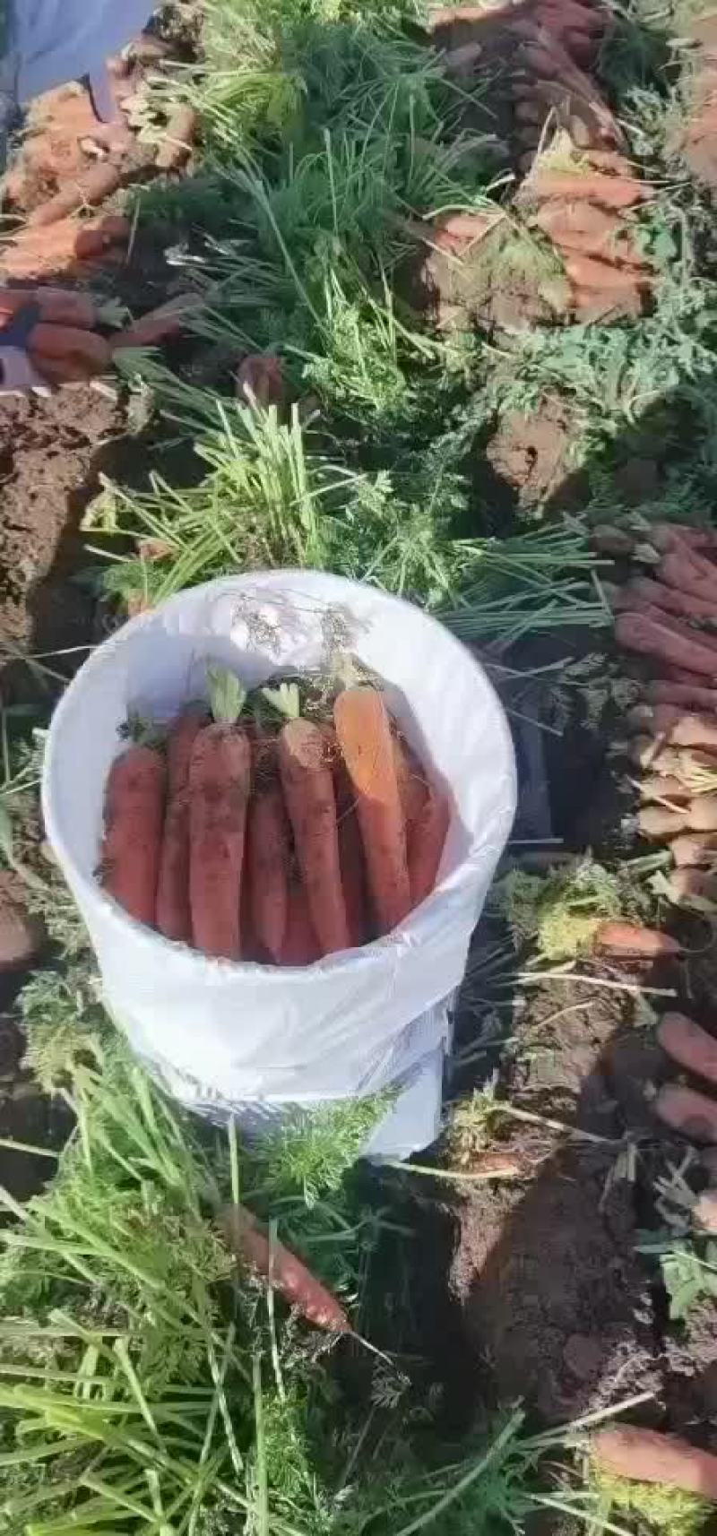 精品胡萝卜