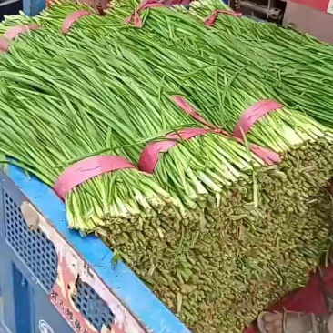 邯郸万亩韭菜基地，常年供应优质韭菜