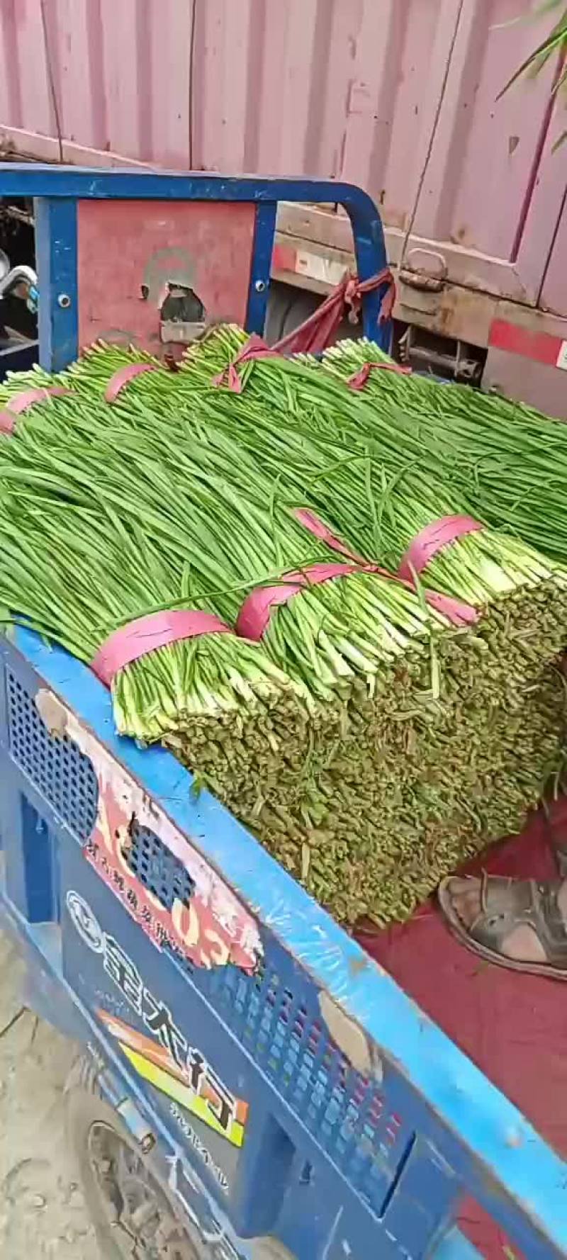邯郸万亩韭菜基地，常年供应优质韭菜