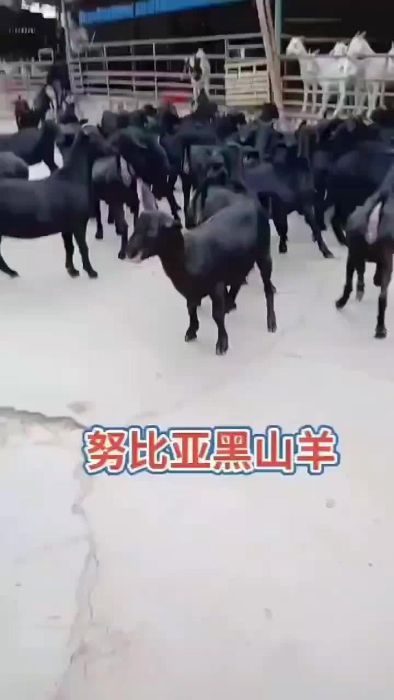 姆比亚黑山羊大量现货买十只送一只什么规格都有