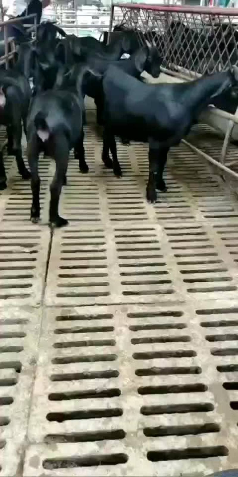 姆比亚黑山羊大量现货买十只送一只什么规格都有