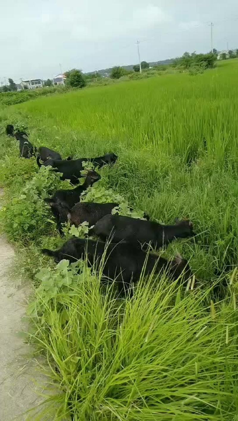 姆比亚黑山羊大量现货买十只送一只什么规格都有