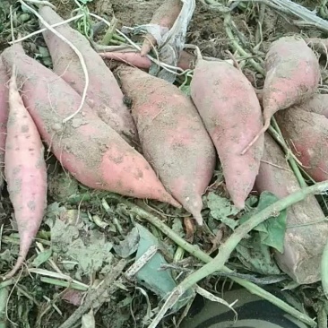 西瓜红红薯