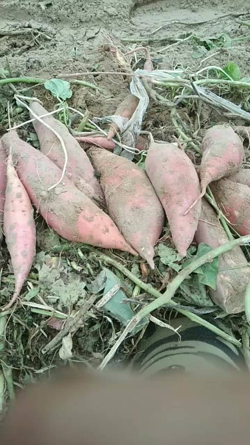 西瓜红红薯