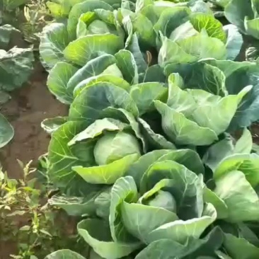 甘蓝类