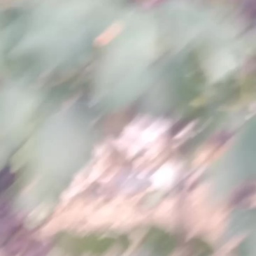 葡萄