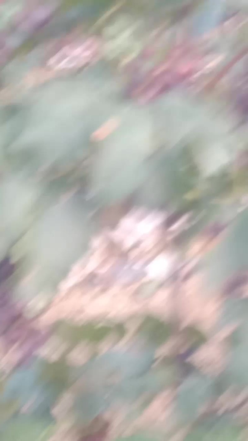 葡萄
