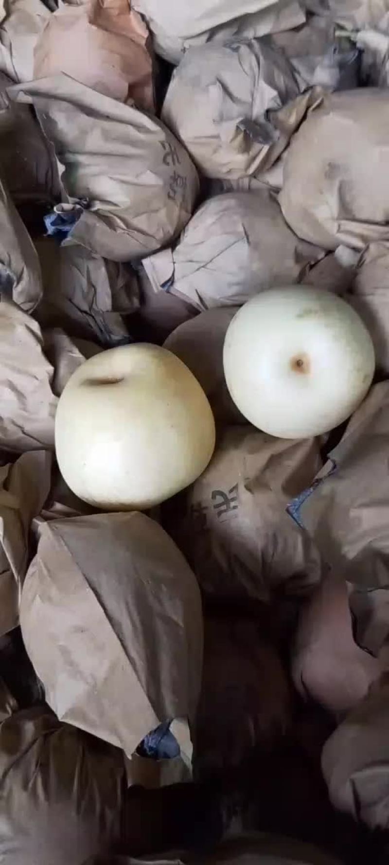 皇冠梨，