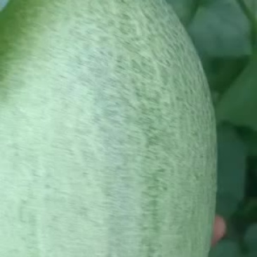 小蜜25号已成熟，量大从优
