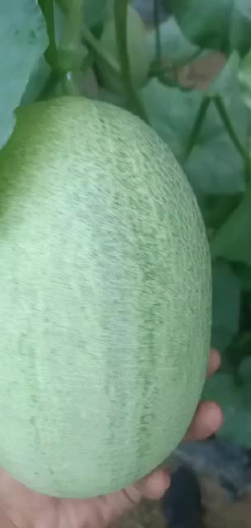 小蜜25号已成熟，量大从优