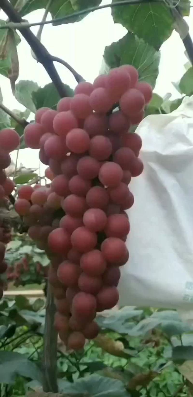 昭通红玫瑰
