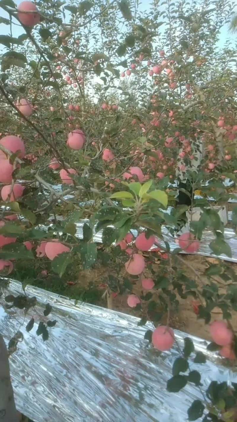 铜川红富士苹果大量上市，欢迎