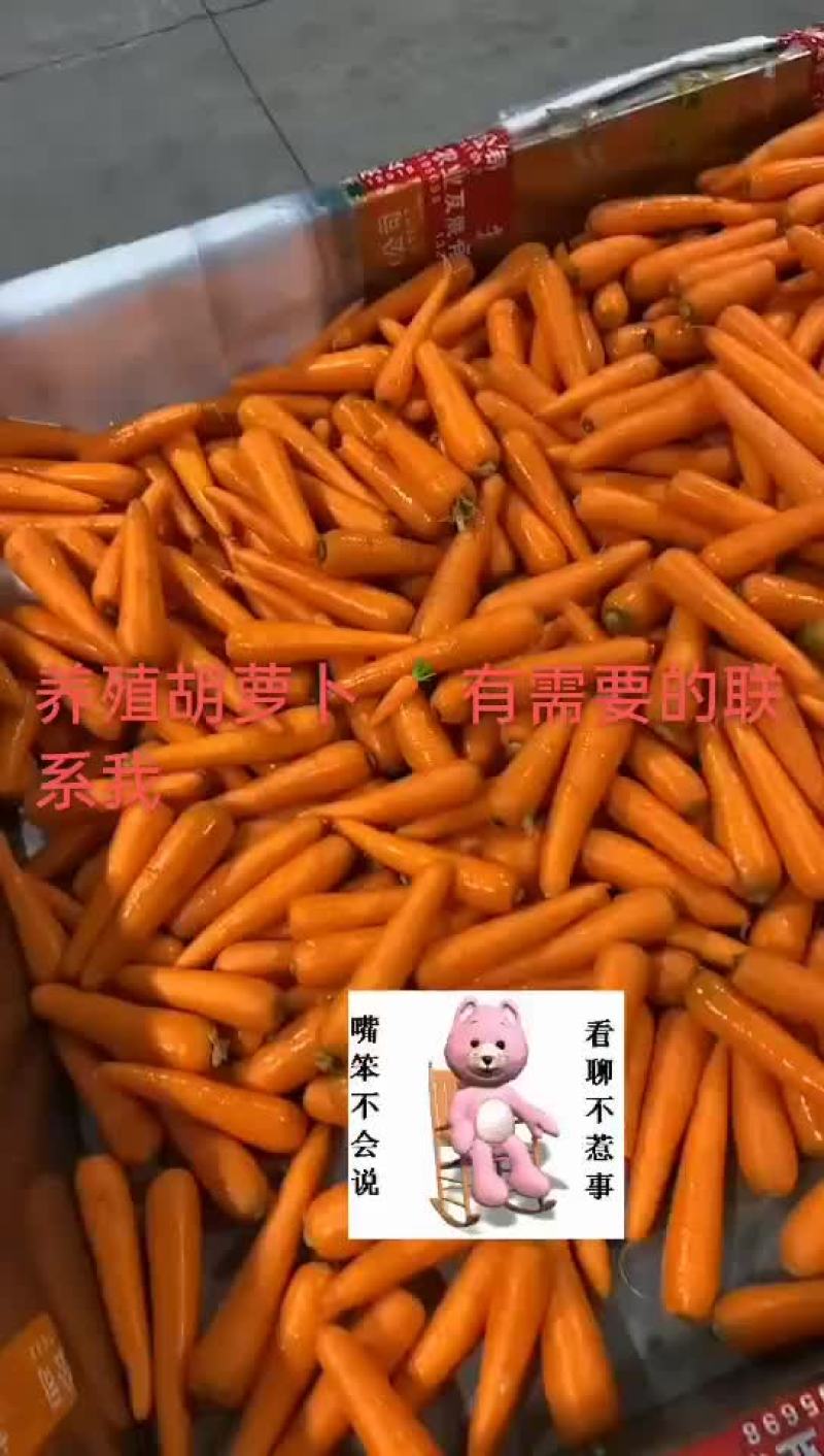 胡萝卜