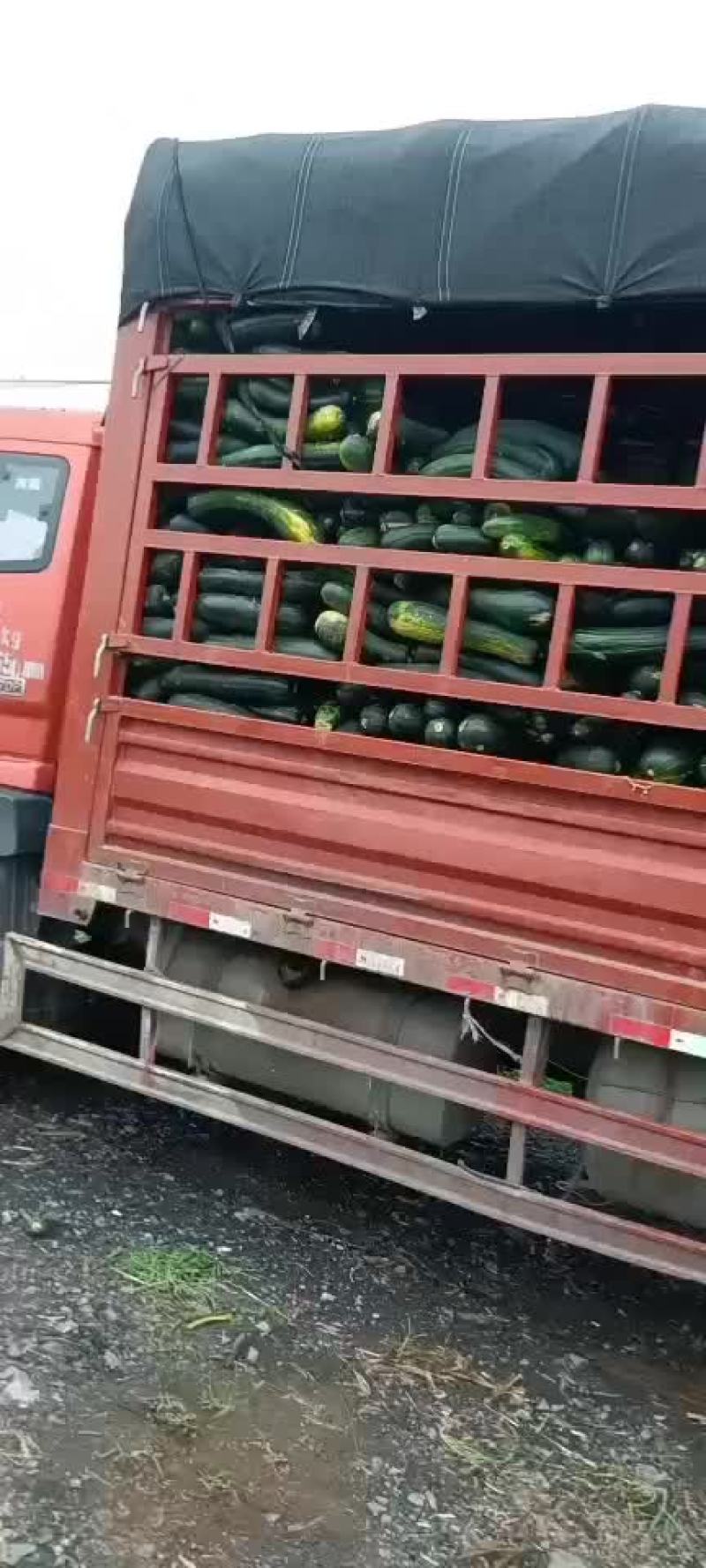 胡萝卜