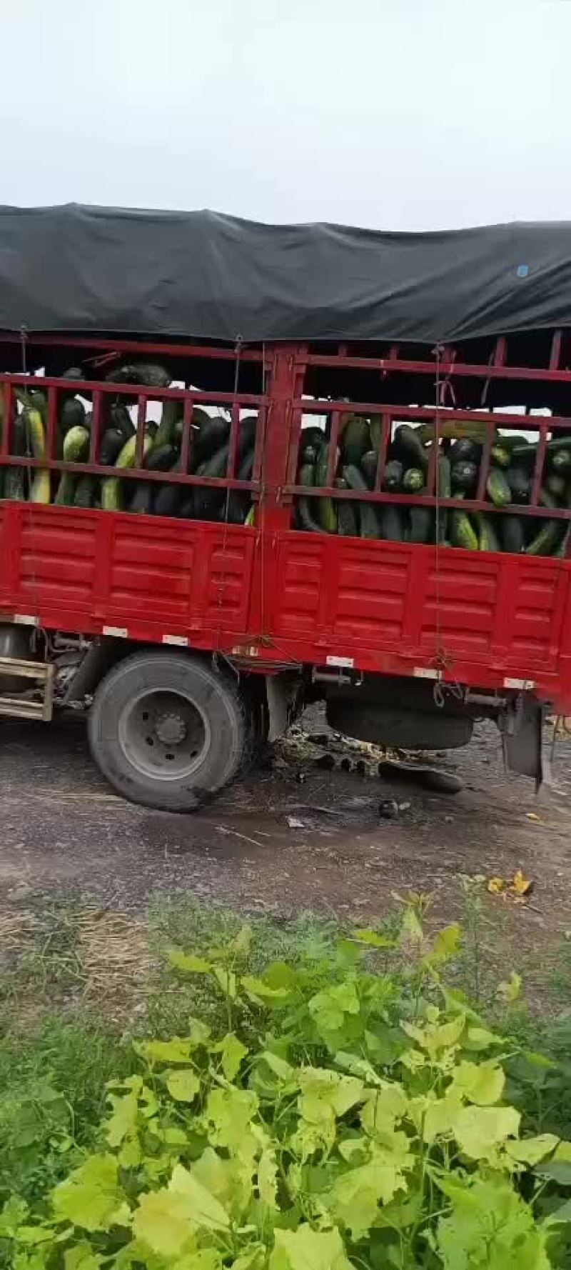 胡萝卜