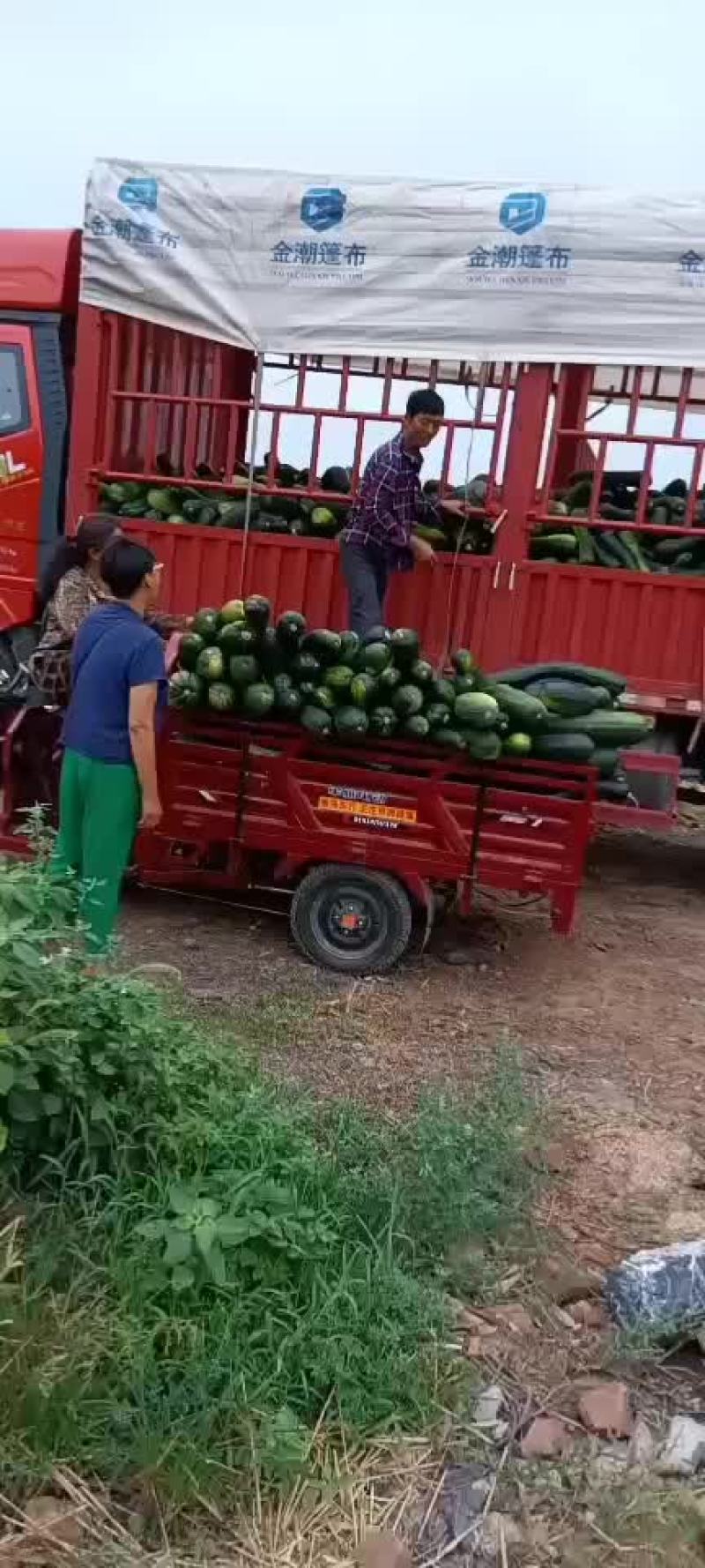 胡萝卜