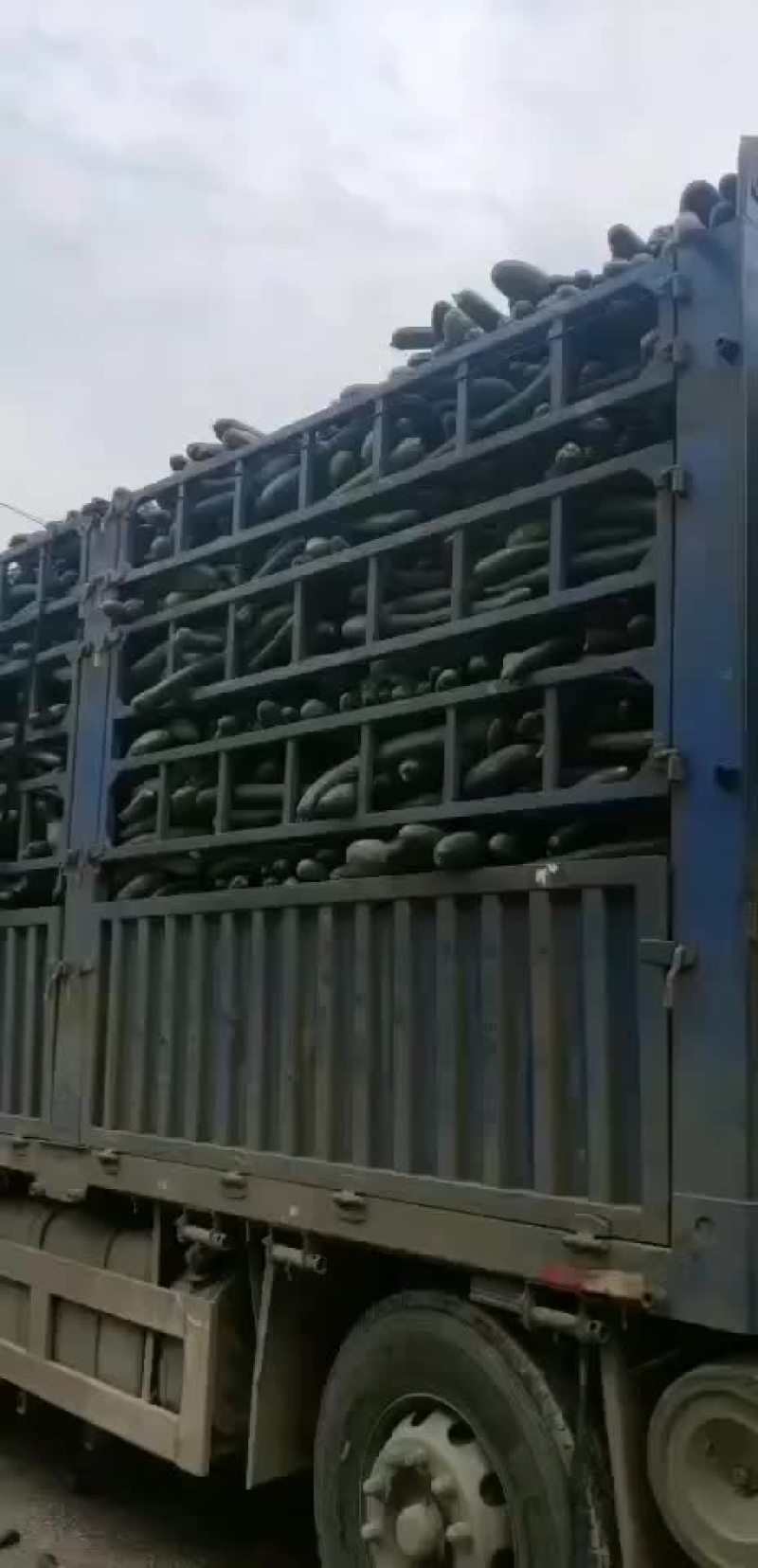 胡萝卜