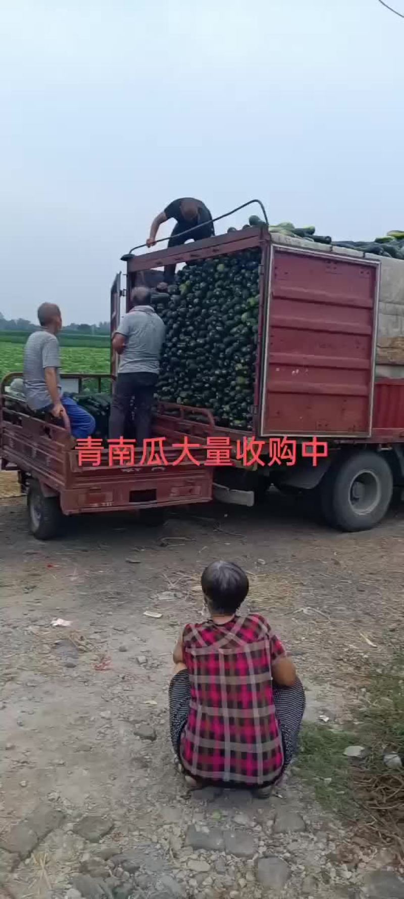胡萝卜