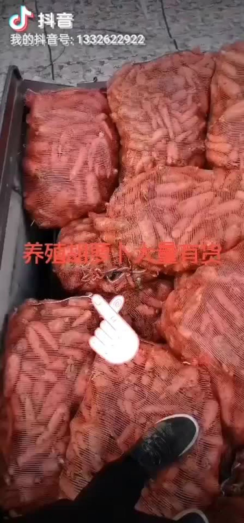 胡萝卜