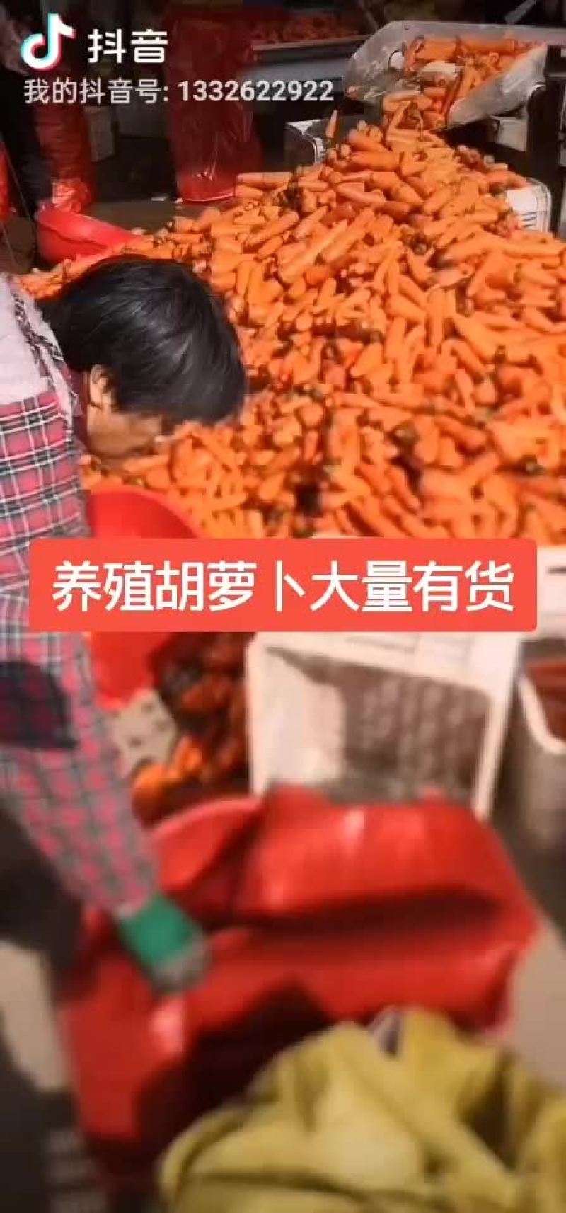 胡萝卜
