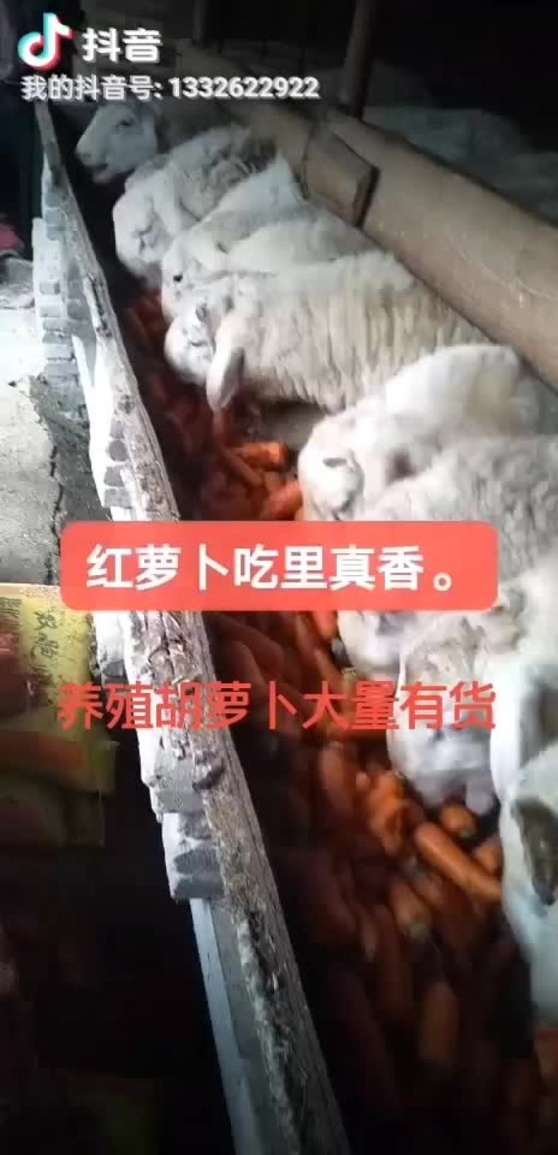 胡萝卜