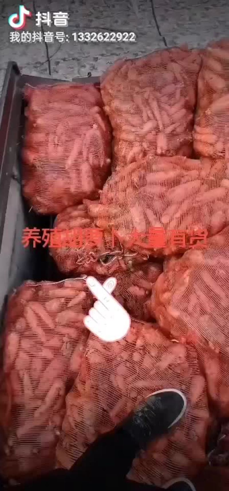 胡萝卜