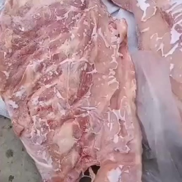 小猪通排，检疫新开