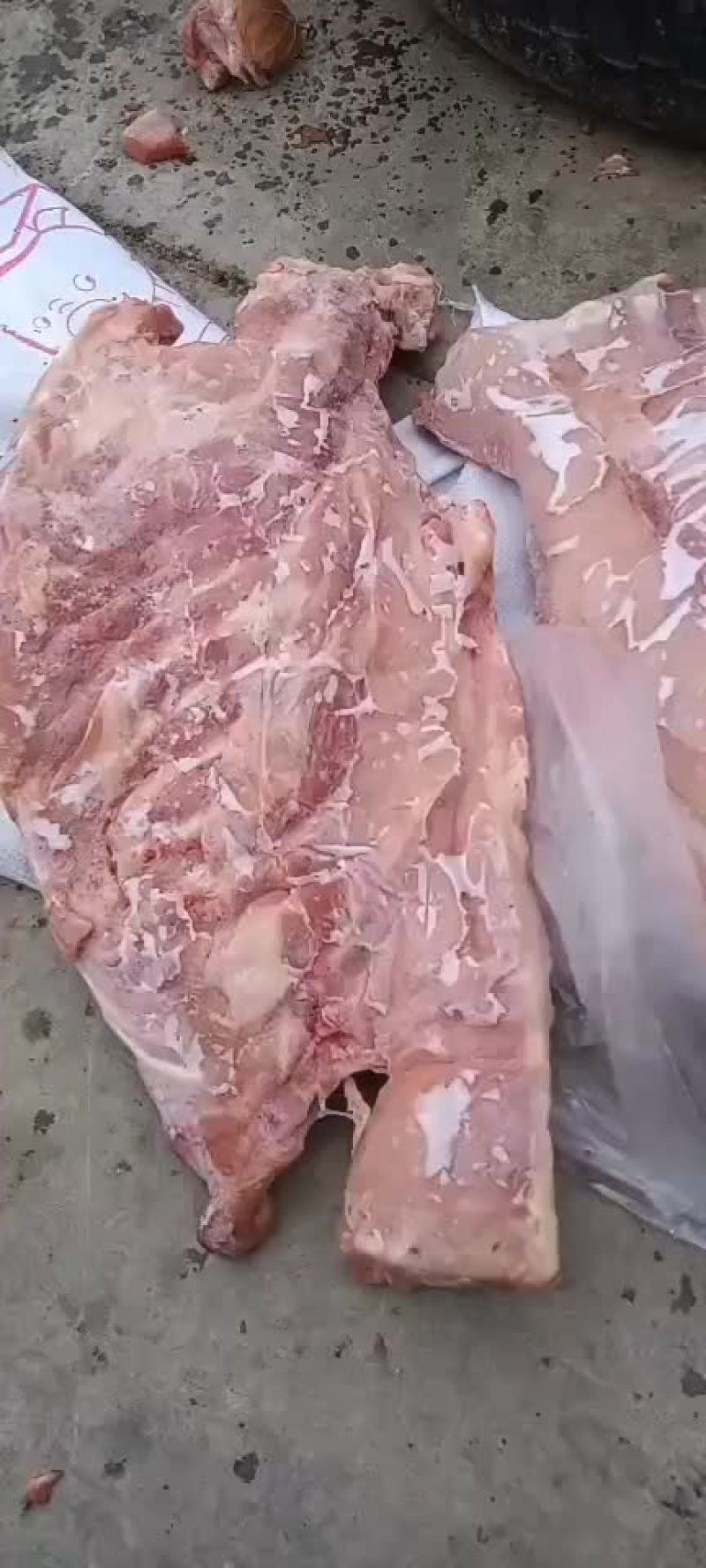 小猪通排，检疫新开