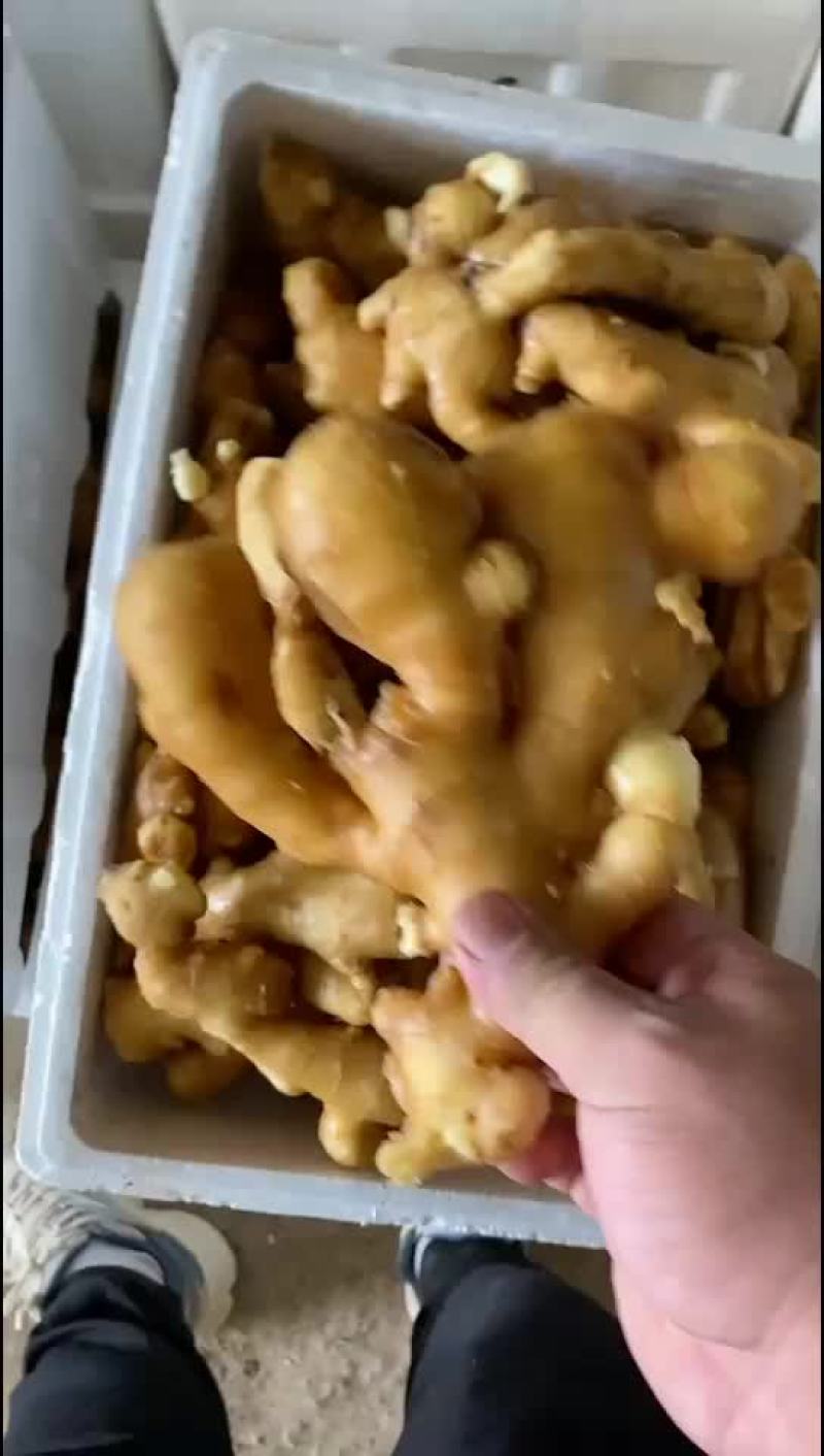生姜批发价格山东生姜价格