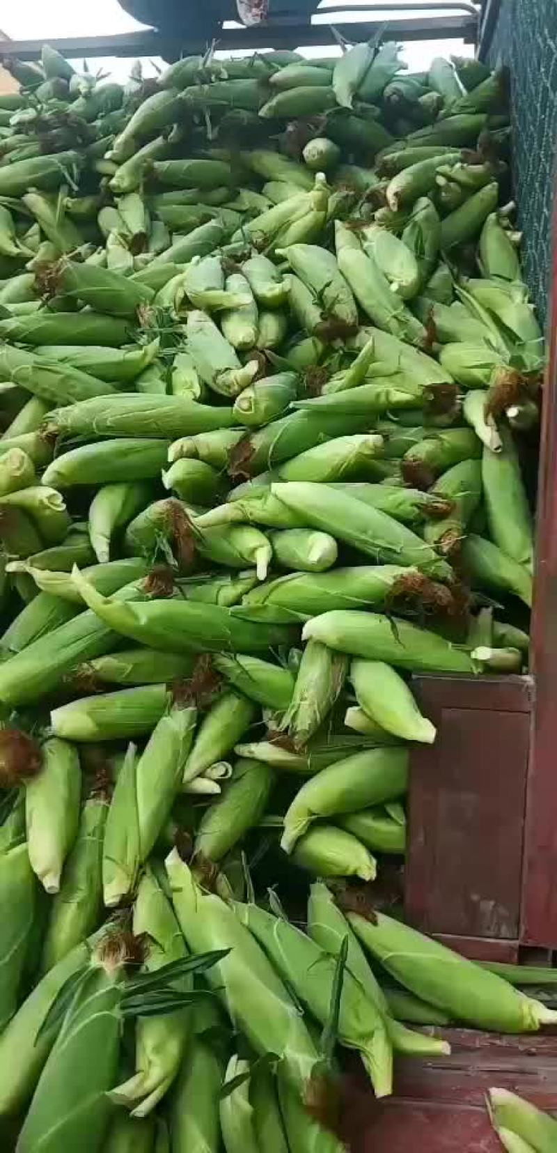 水果玉米