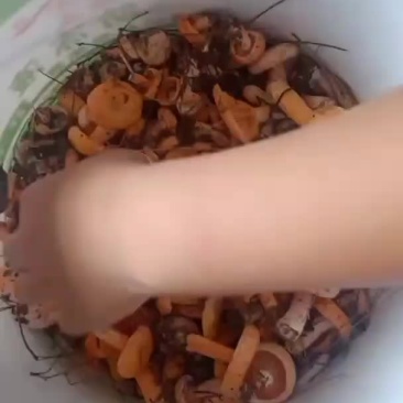 松树菌