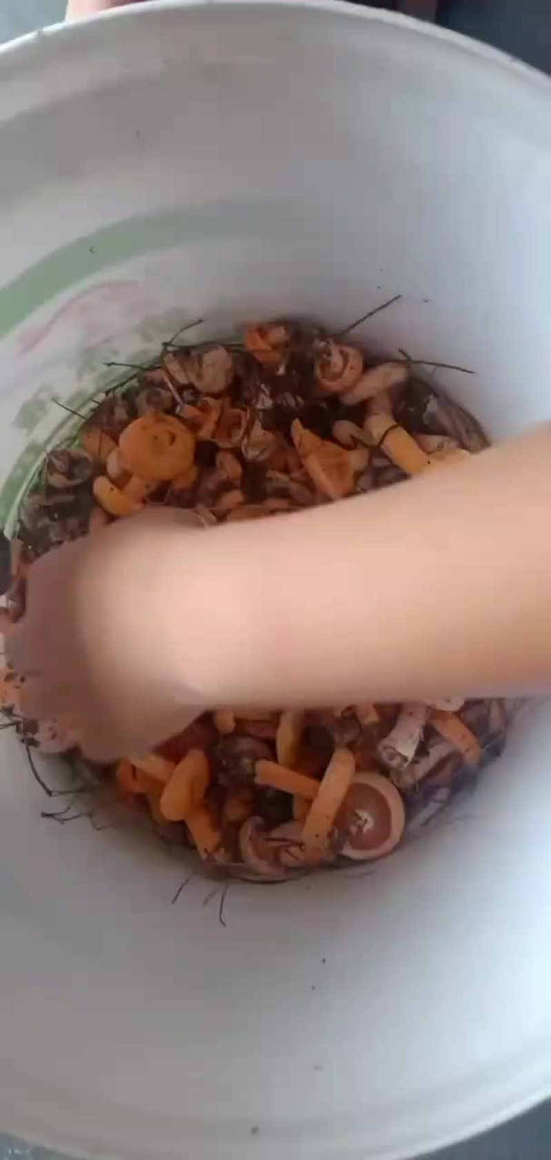 松树菌
