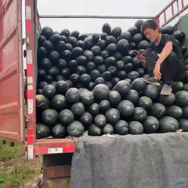 黑皮冬瓜吊瓜精品