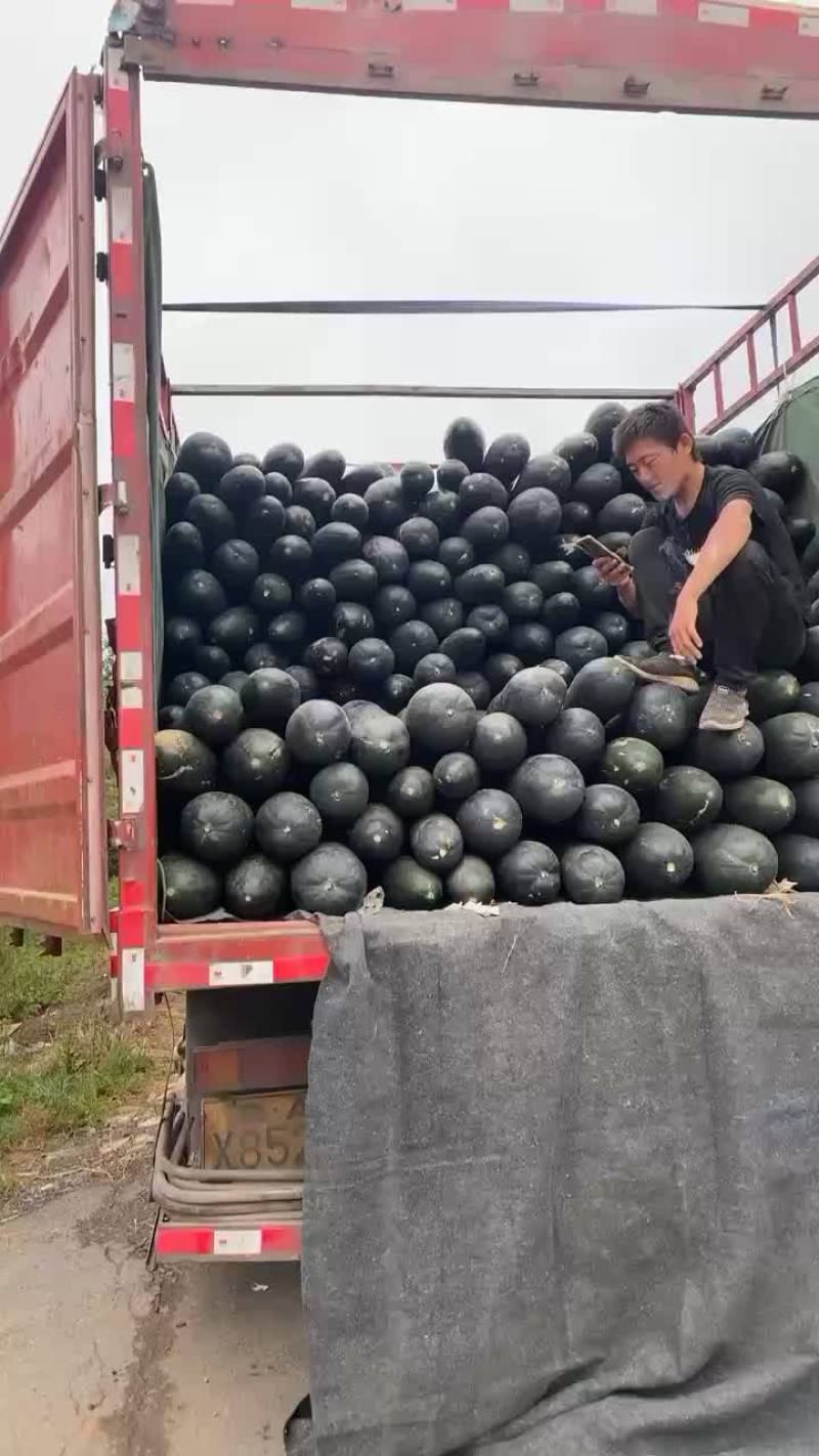 黑皮冬瓜吊瓜精品