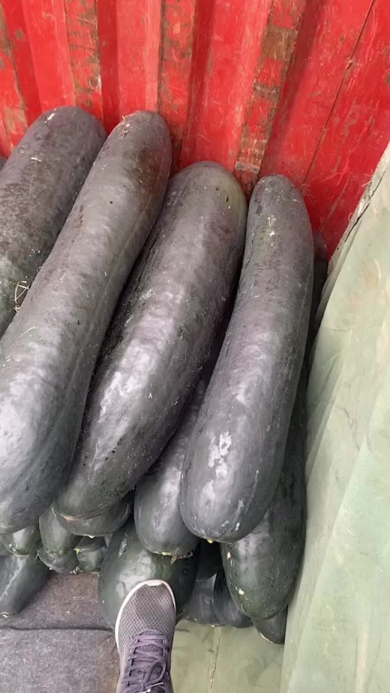 黑皮冬瓜吊瓜精品