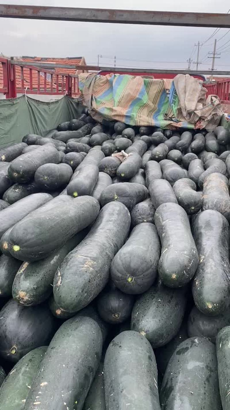 黑皮冬瓜吊瓜精品