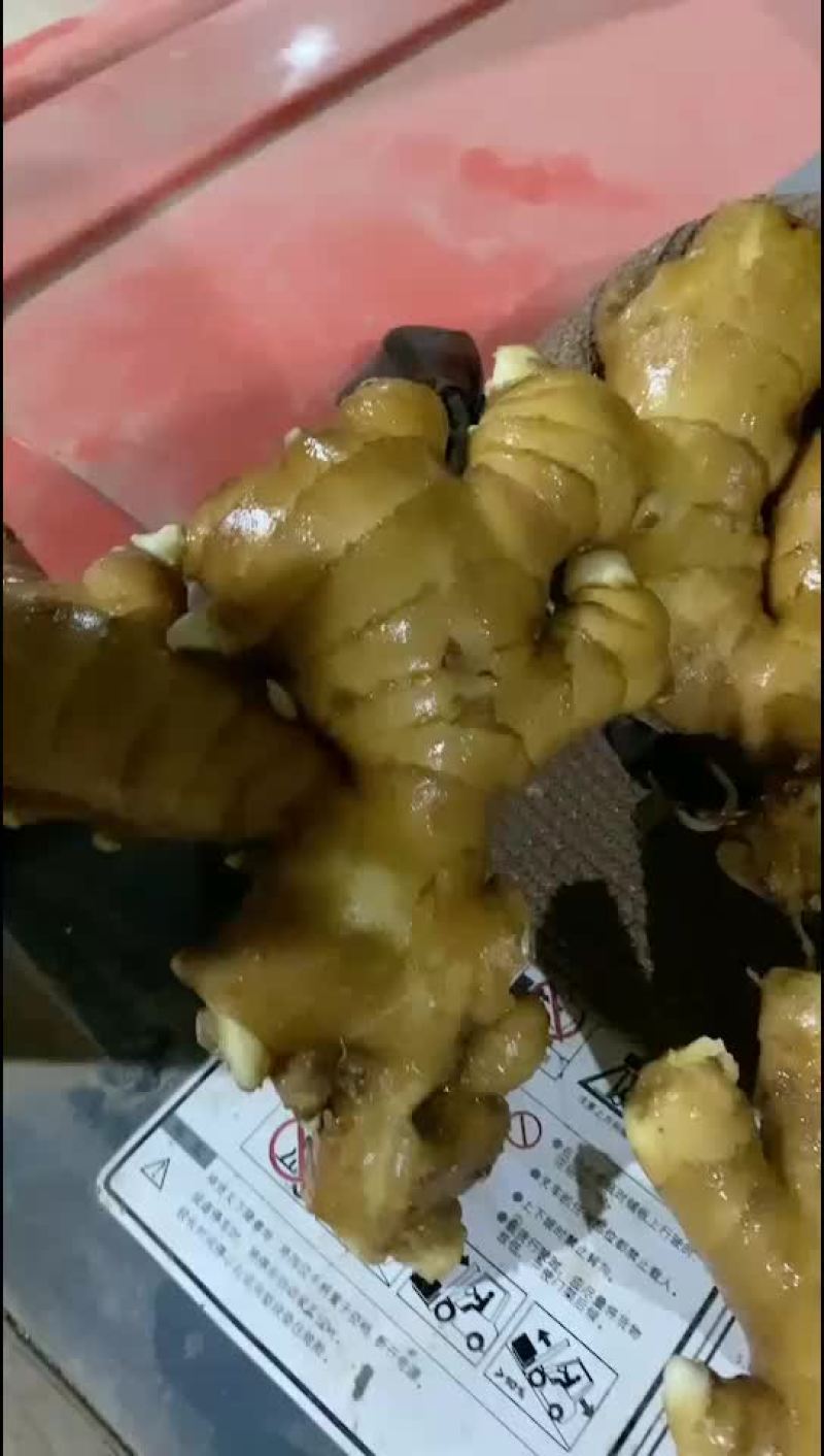 山东生姜，大黄姜批发价格