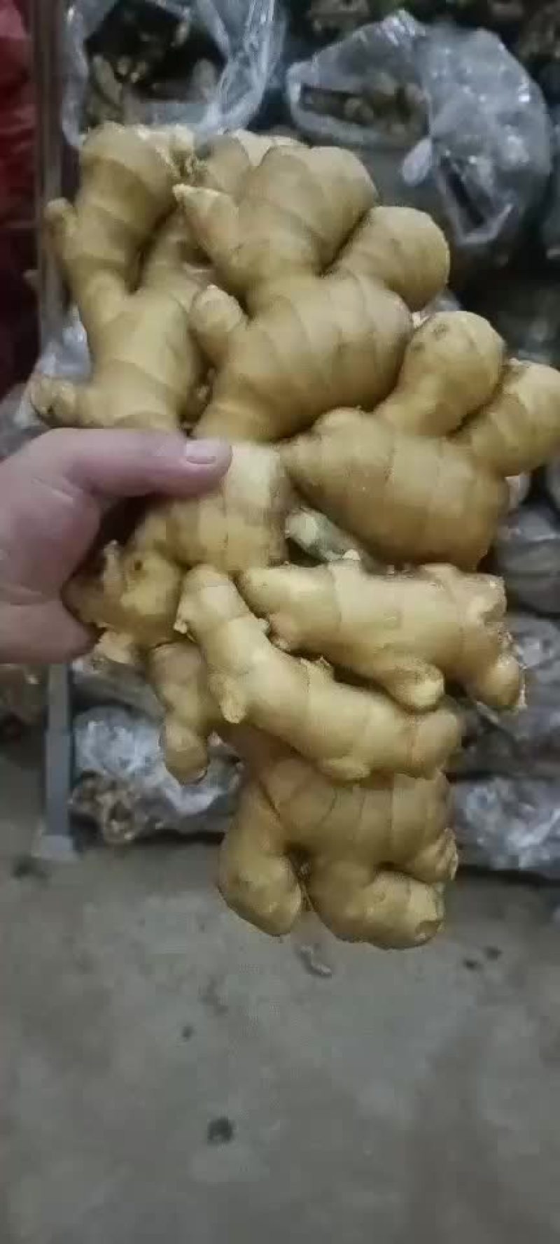 山东生姜，大黄姜批发价格