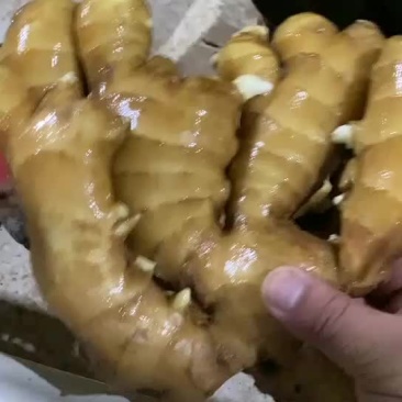 山东生姜，大黄姜批发价格