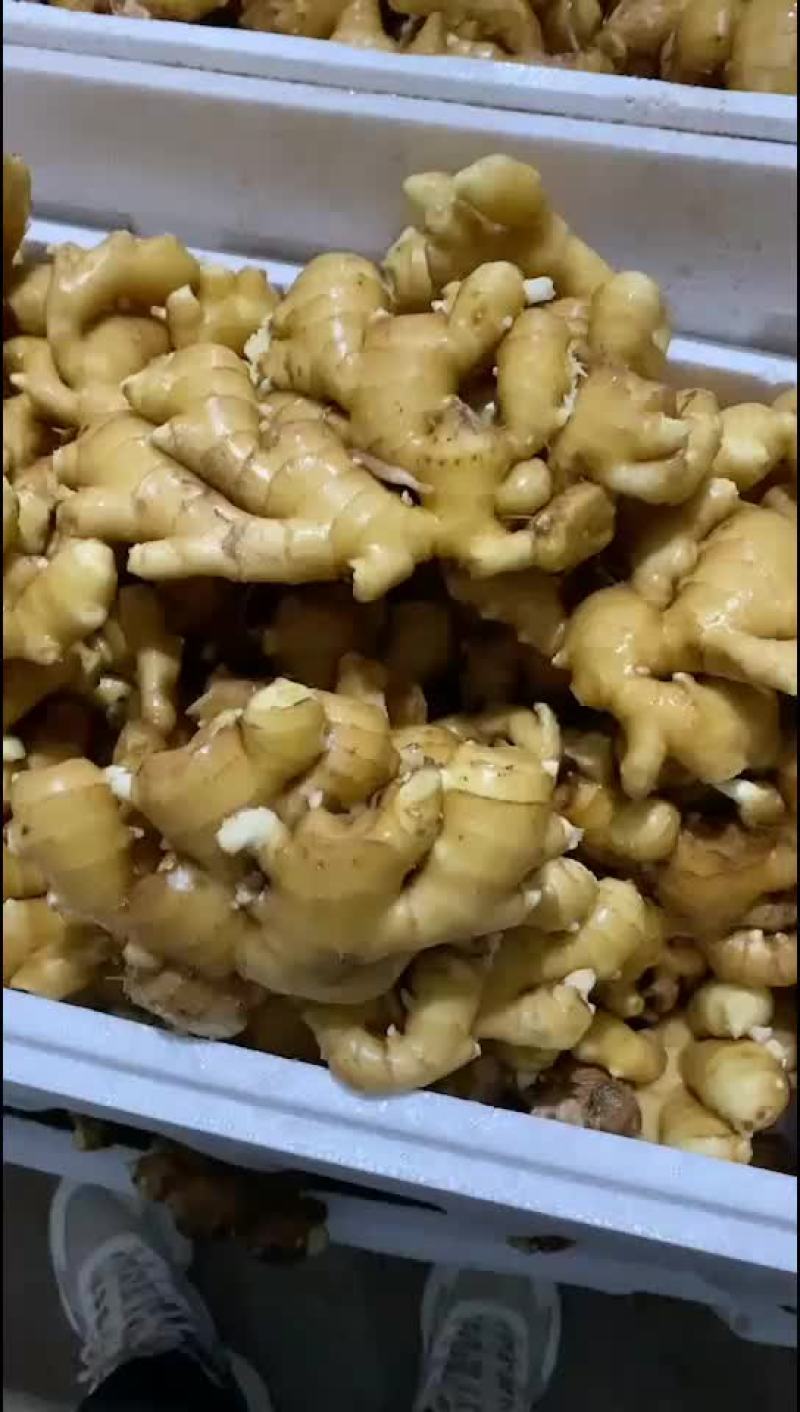 山东生姜，大黄姜批发价格